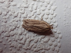 Agonopterix umbellana