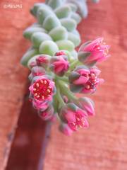 Sedum burrito