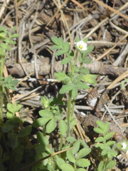 Polemonium micranthum