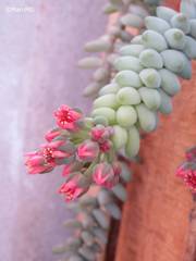 Sedum burrito