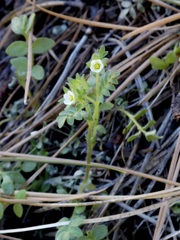 Polemonium micranthum