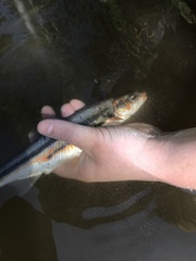 Mylocheilus caurinus