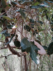 Morisonia americana