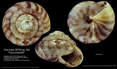 Punctidae