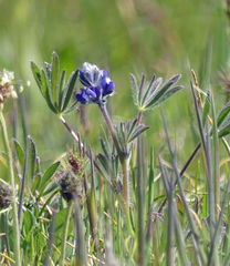Lupinus polycarpus