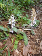 Ajuga nipponensis