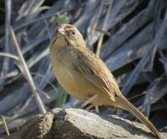 Aimophila ruficeps canescens