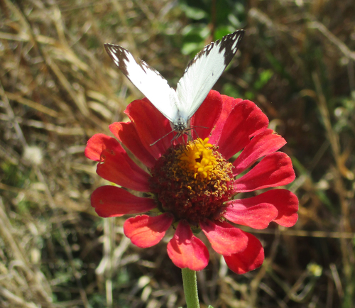 Zinnia peruviana image