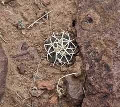 Coryphantha robustispina scheeri