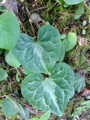Asarum marmoratum