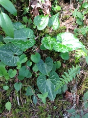 Asarum marmoratum