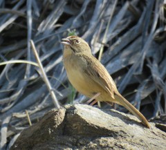 Aimophila ruficeps canescens