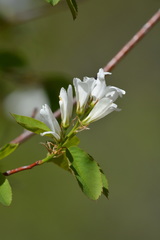Amelanchier cusickii