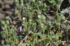 Polemonium micranthum