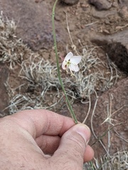 Oenothera arida