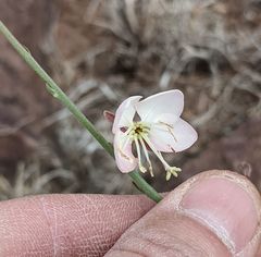 Oenothera arida