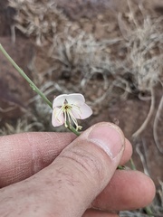 Oenothera arida