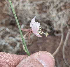 Oenothera arida