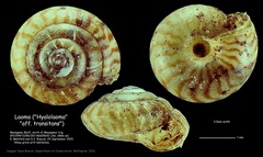 Punctidae