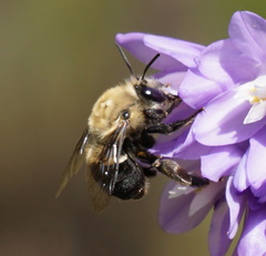 Habropoda tristissima