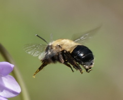 Habropoda tristissima