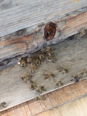 Apis cerana japonica