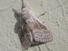 Calliteara pseudabietis