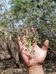 Achatocarpus oaxacanus