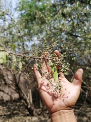 Achatocarpus oaxacanus