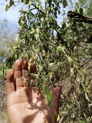 Achatocarpus oaxacanus