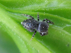 Salticidae