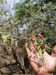 Achatocarpus oaxacanus