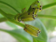 Apareophora forsythiae