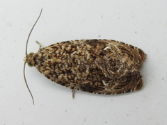 Phaecasiophora obraztsovi