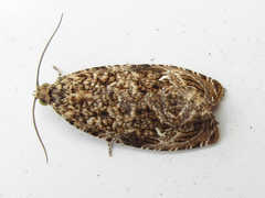 Phaecasiophora obraztsovi