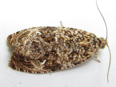 Phaecasiophora obraztsovi