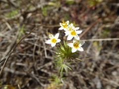 Leptosiphon parviflorus