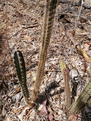 Acanthocereus hesperius