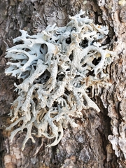 Pseudevernia furfuracea