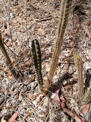 Acanthocereus hesperius