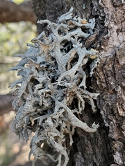 Pseudevernia furfuracea