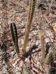 Acanthocereus hesperius
