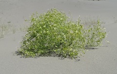 Pugionium pterocarpum