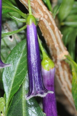 Dunalia brachyacantha