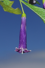 Dunalia brachyacantha