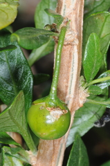 Dunalia brachyacantha