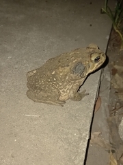 Rhinella horribilis