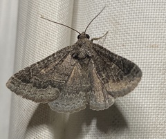 Matigramma pulverilinea