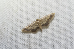 Idaea violacea