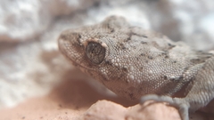 Mediodactylus